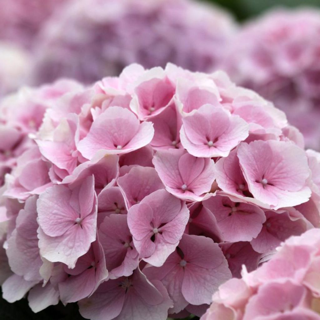 Hortensja ogrodowa Everbloom Pink Wonder
