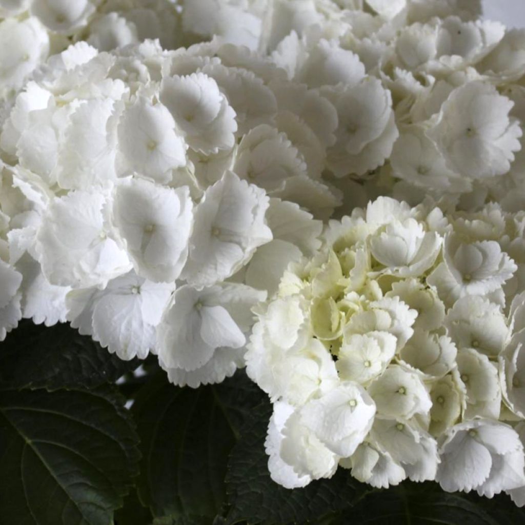 Hortensja ogrodowa Everbloom White Wonder