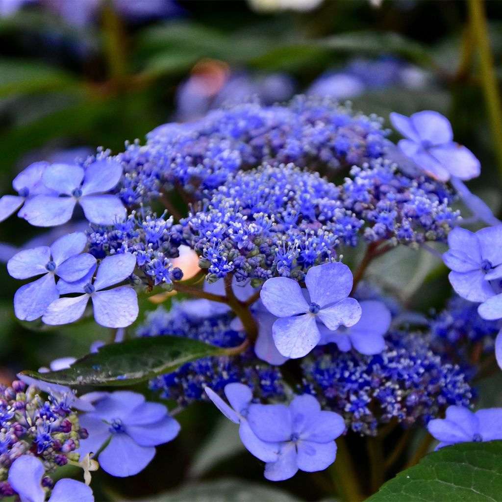 Hortensja ogrodowa Mariesii Perfecta