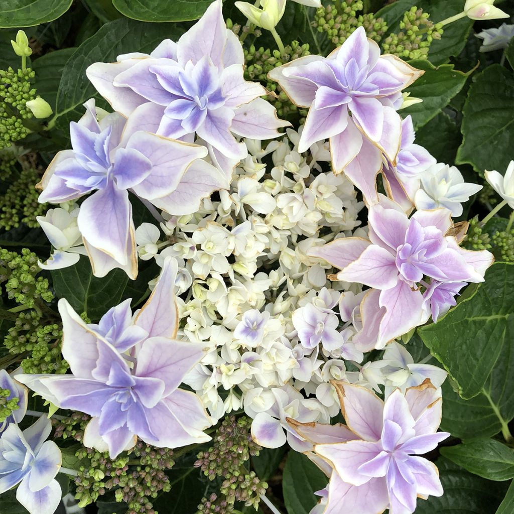 Hortensja ogrodowa Stargazer