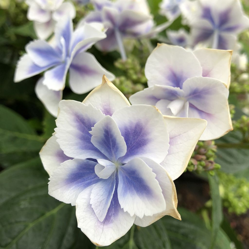 Hortensja ogrodowa Stargazer