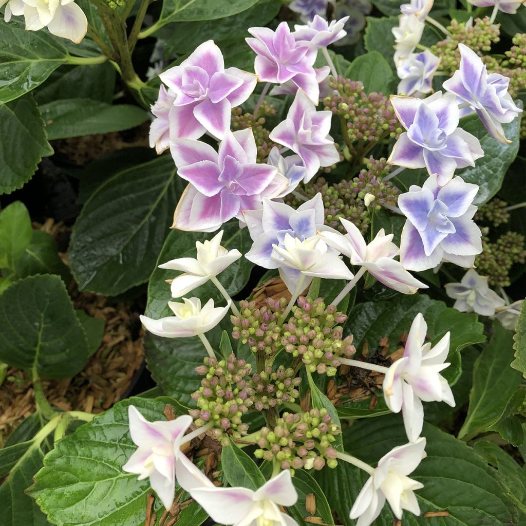 Hortensja ogrodowa Stargazer