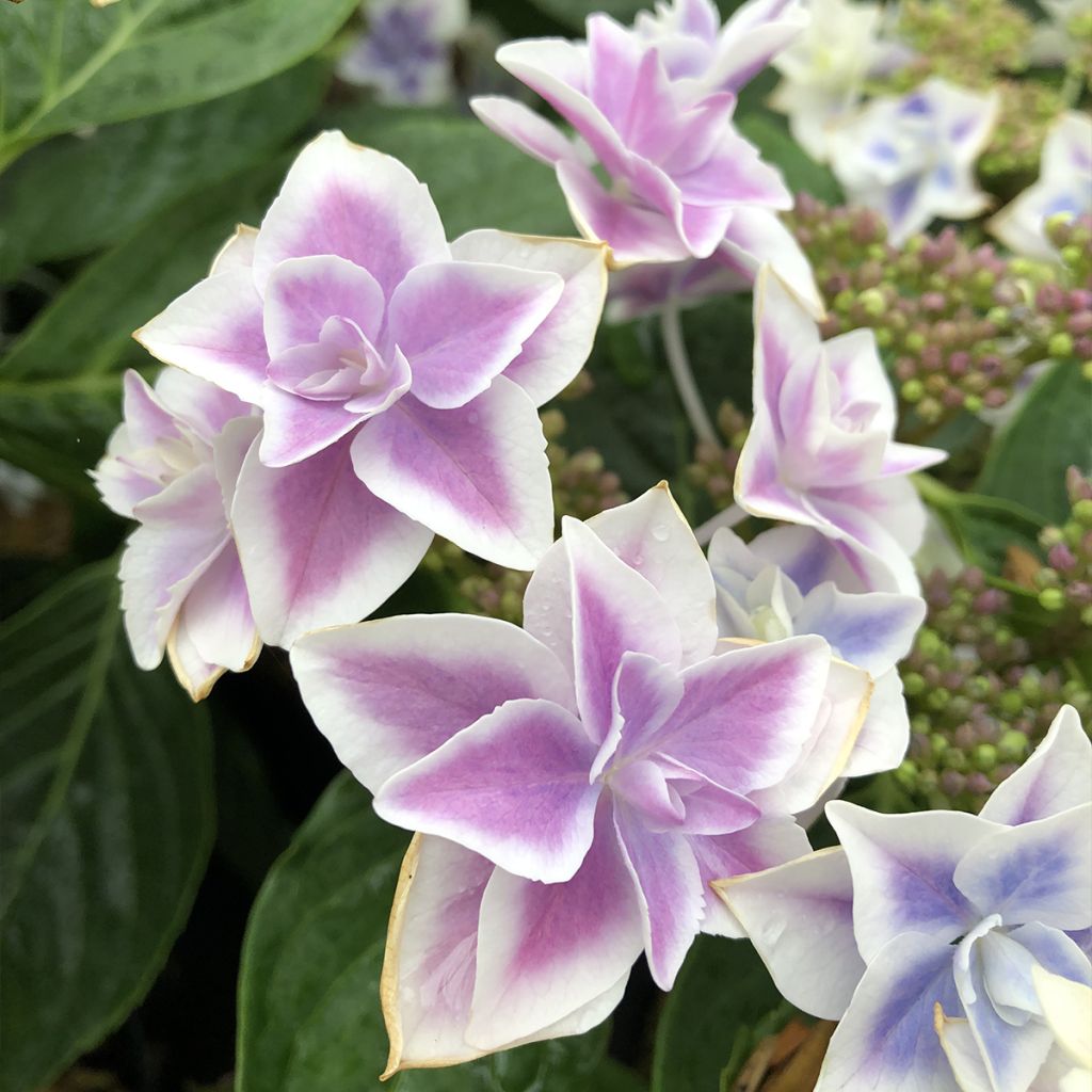 Hortensja ogrodowa Stargazer