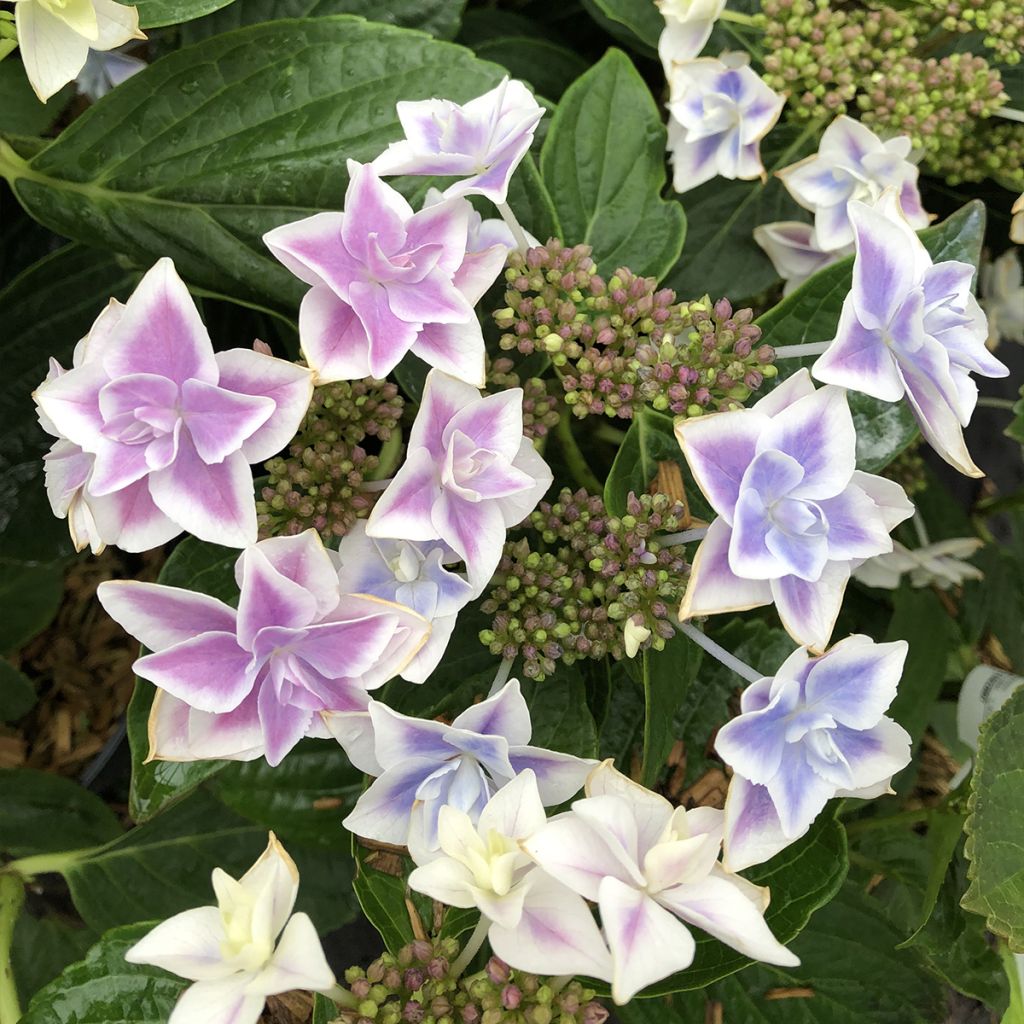 Hortensja ogrodowa Stargazer
