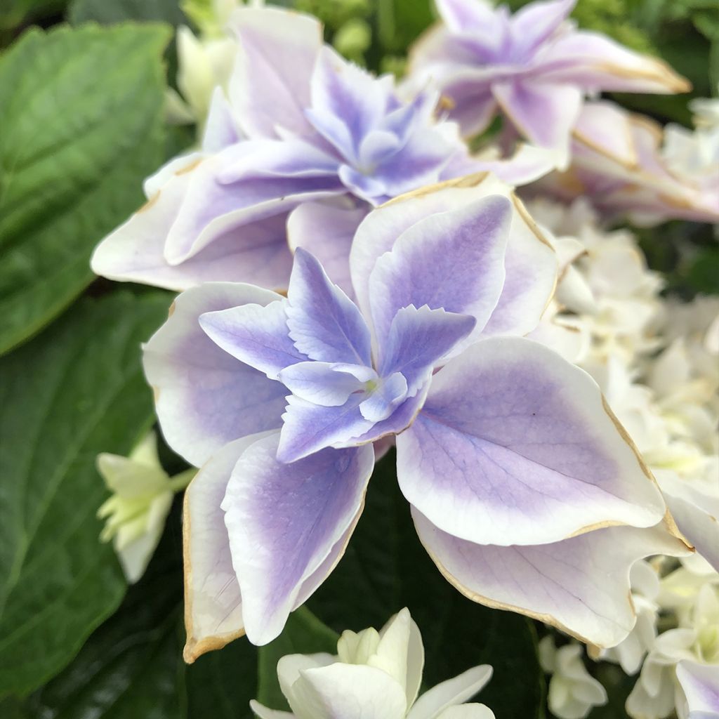 Hortensja ogrodowa Stargazer