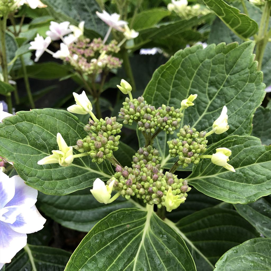 Hortensja ogrodowa Stargazer