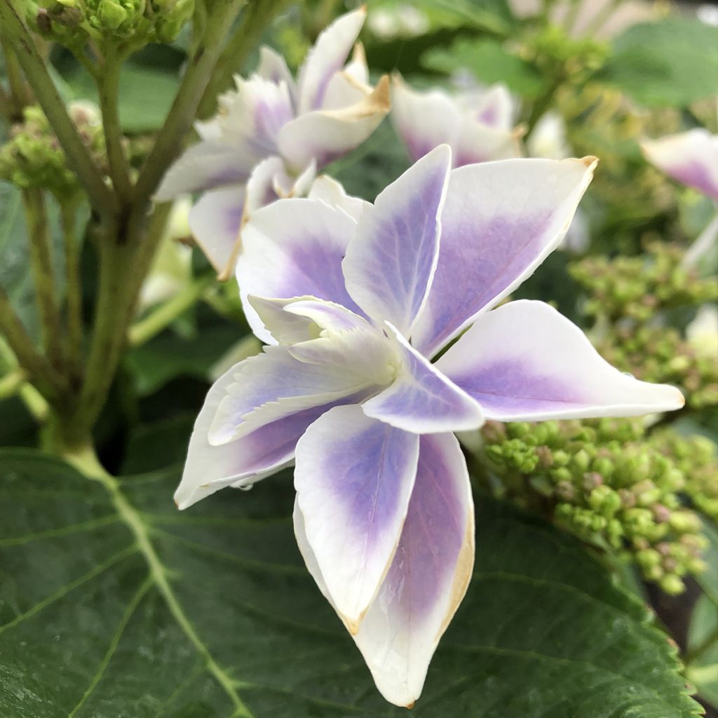 Hortensja ogrodowa Stargazer