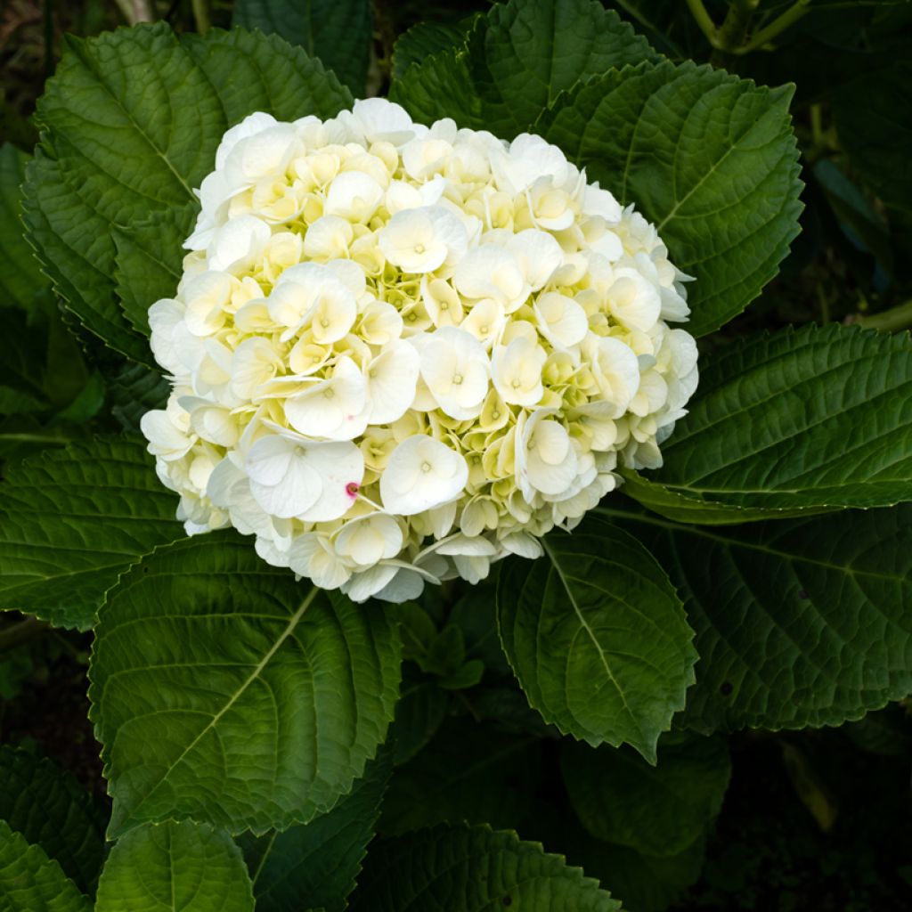Hortensja ogrodowa Wudu