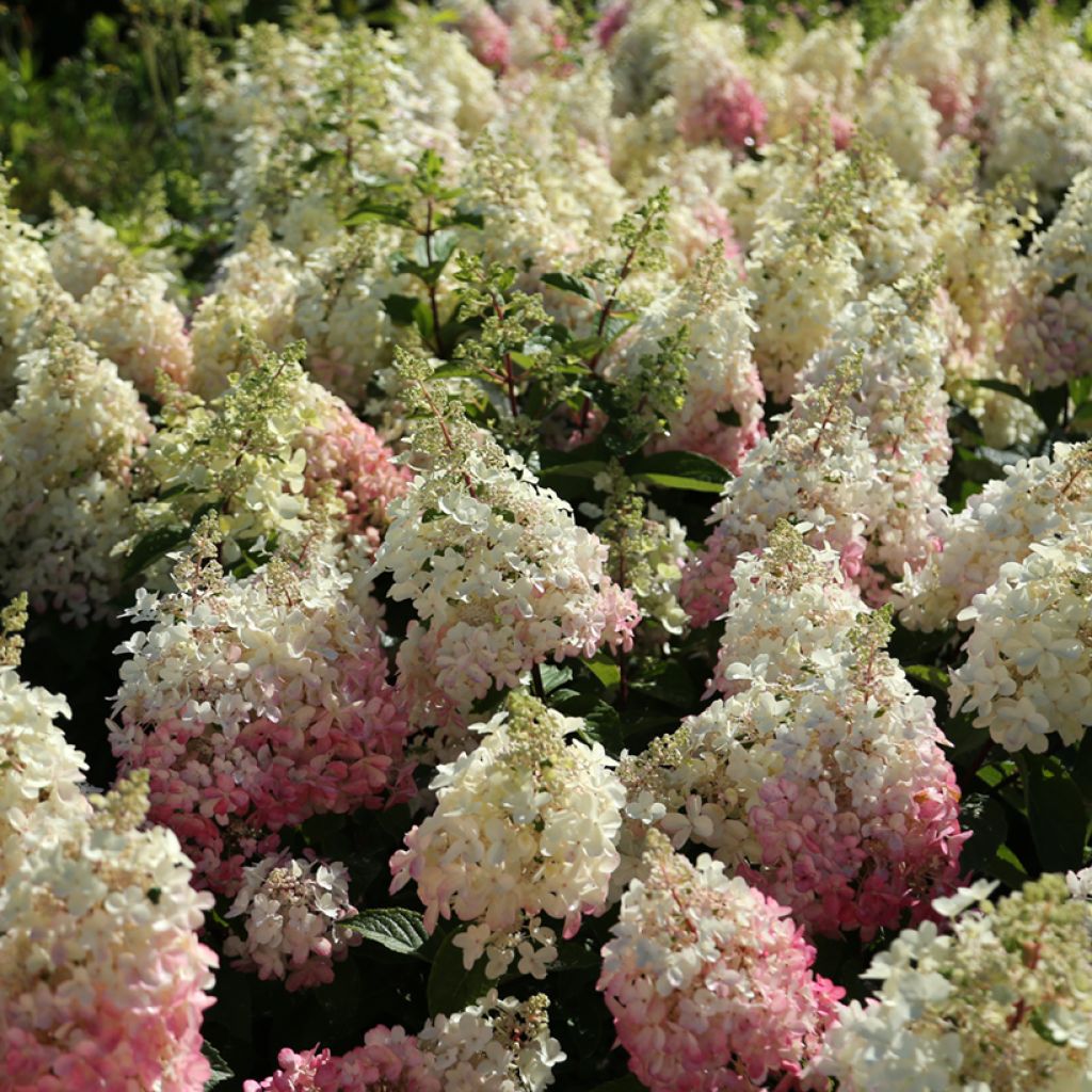 Hortensja bukietowa Candlelight