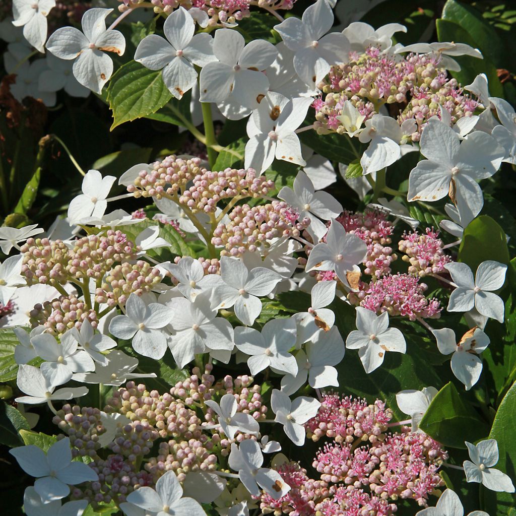 Hortensja bukietowa Confetti