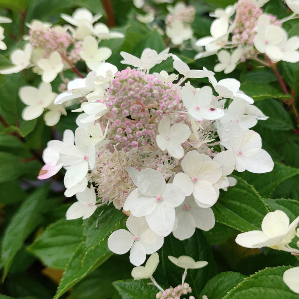 Hortensja bukietowa Confetti