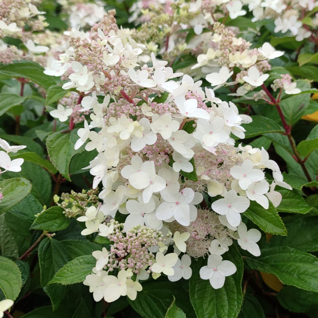 Hortensja bukietowa Confetti