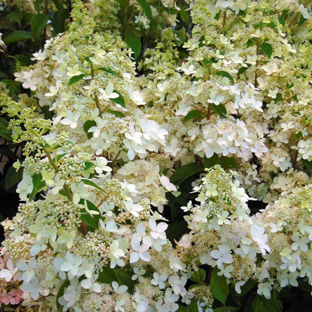 Hortensja bukietowa Confetti