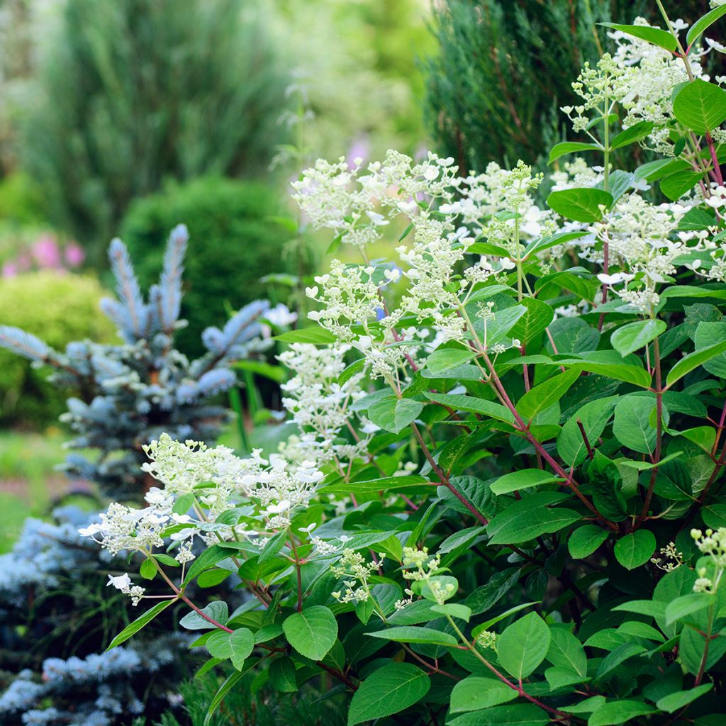 Hortensja bukietowa Early Sensation