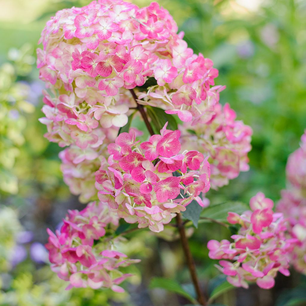 Hortensja bukietowa Framboisine