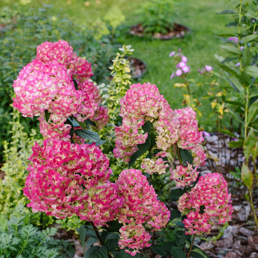 Hortensja bukietowa Framboisine