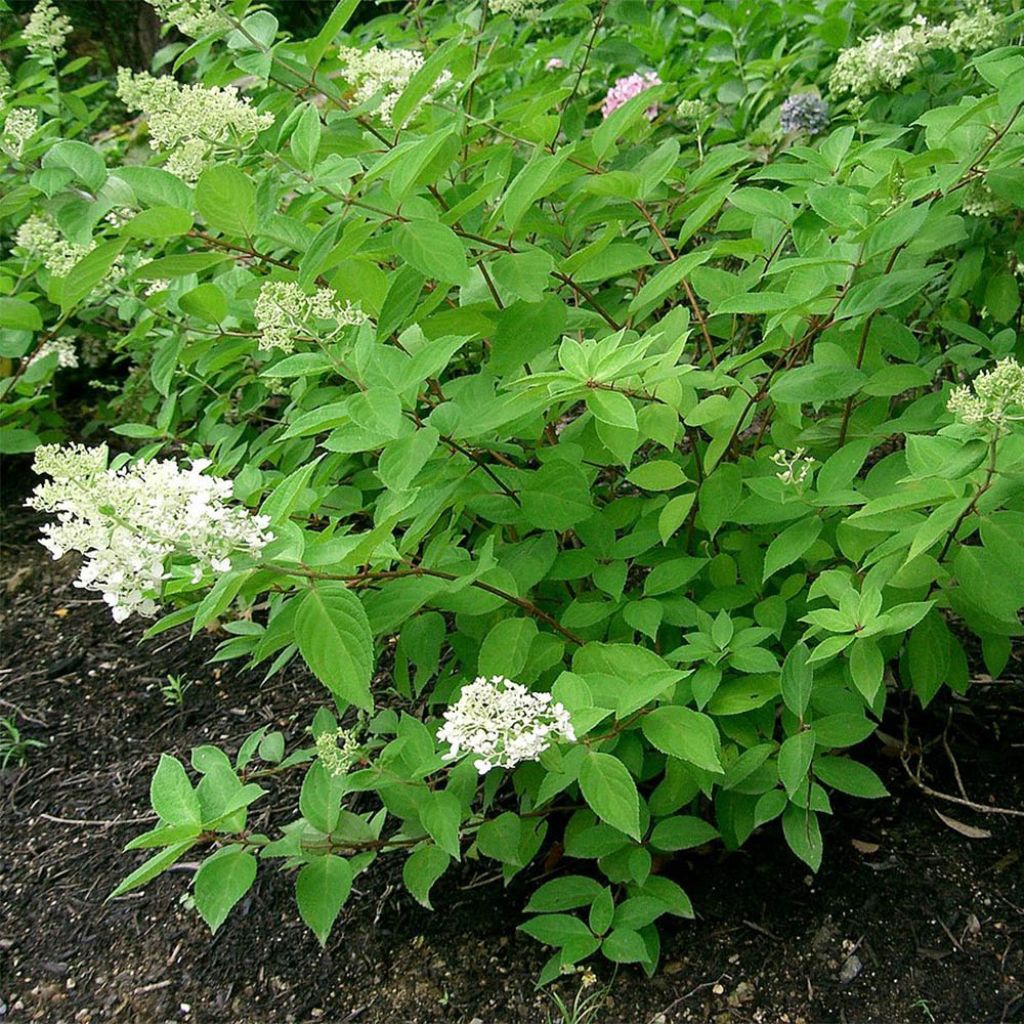 Hortensja bukietowa Grandiflora
