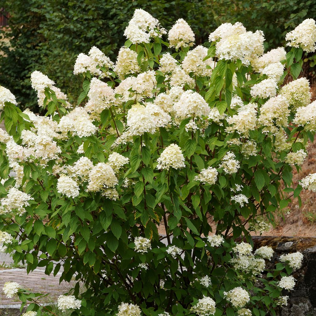 Hortensja bukietowa Grandiflora