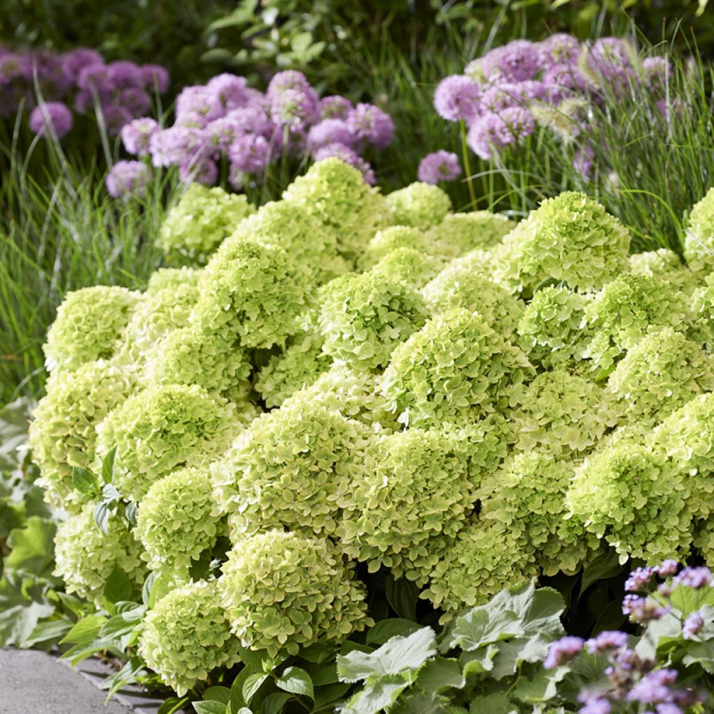 Hortensja bukietowa Greeny