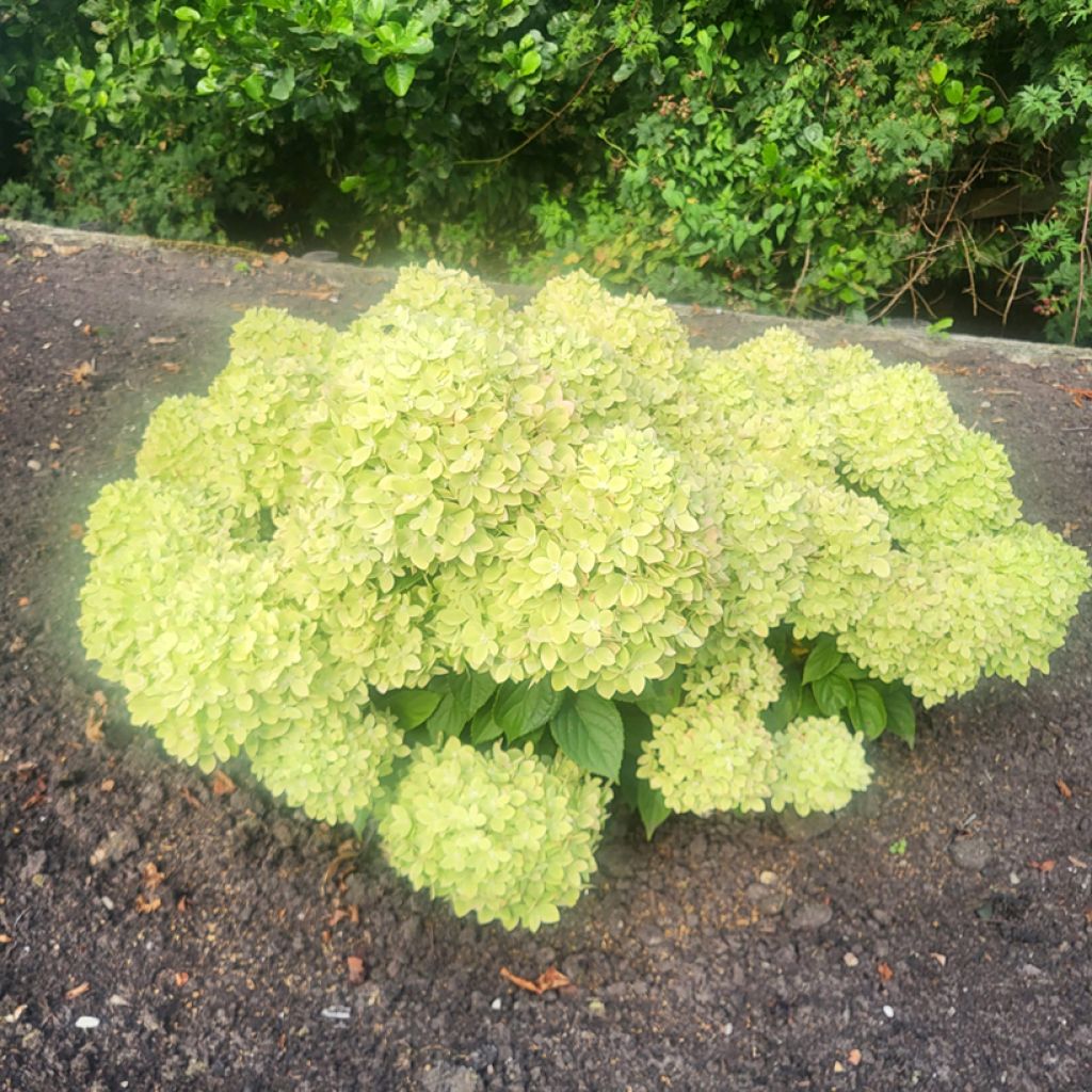 Hortensja bukietowa Greeny