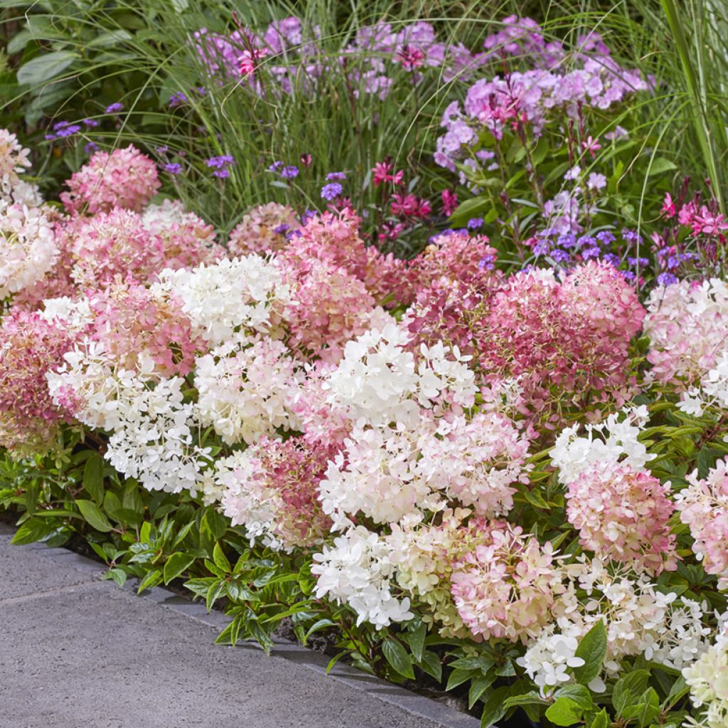 Hortensja bukietowa Groundbreaker Blush