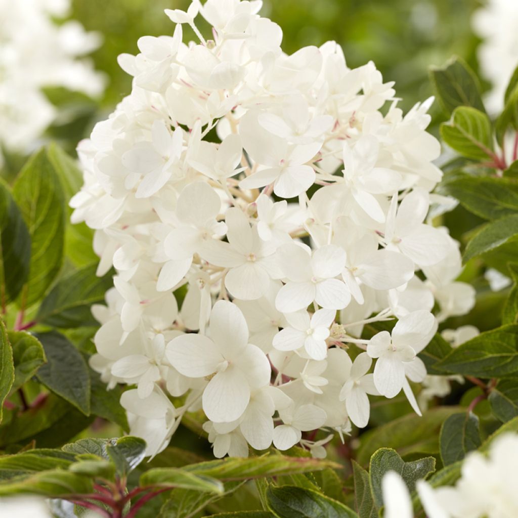 Hortensja bukietowa Groundbreaker Blush