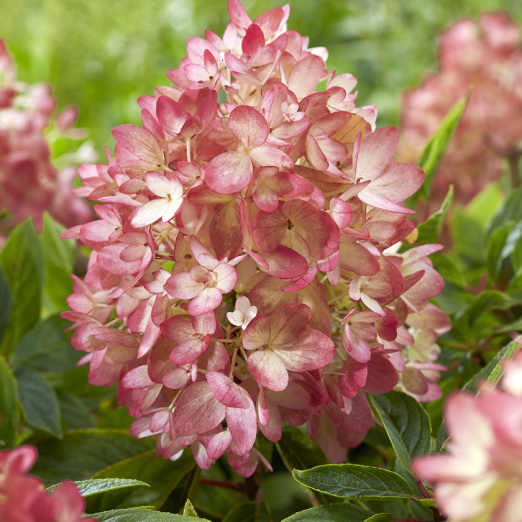 Hortensja bukietowa Groundbreaker Blush