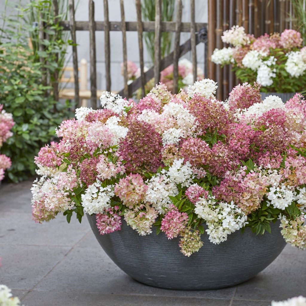 Hortensja bukietowa Groundbreaker Blush