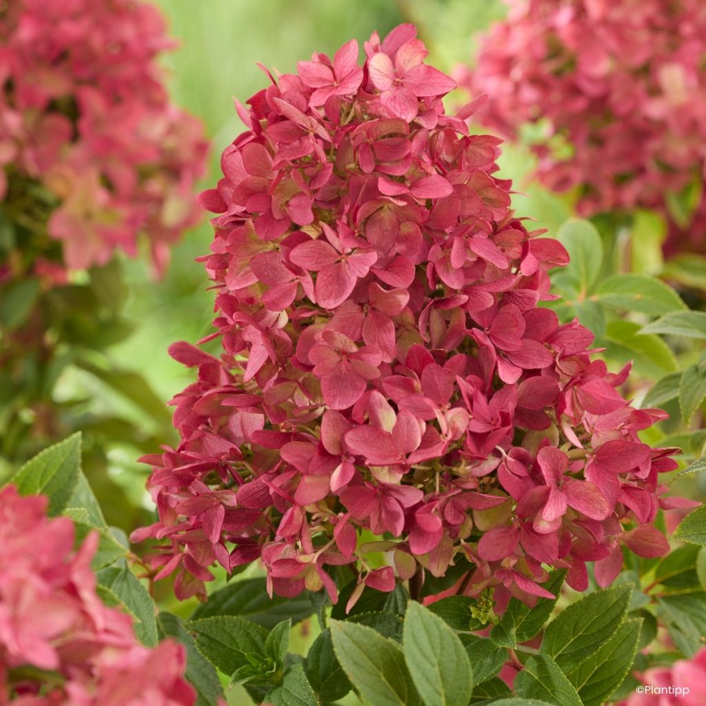 Hortensja bukietowa Pending Ruby