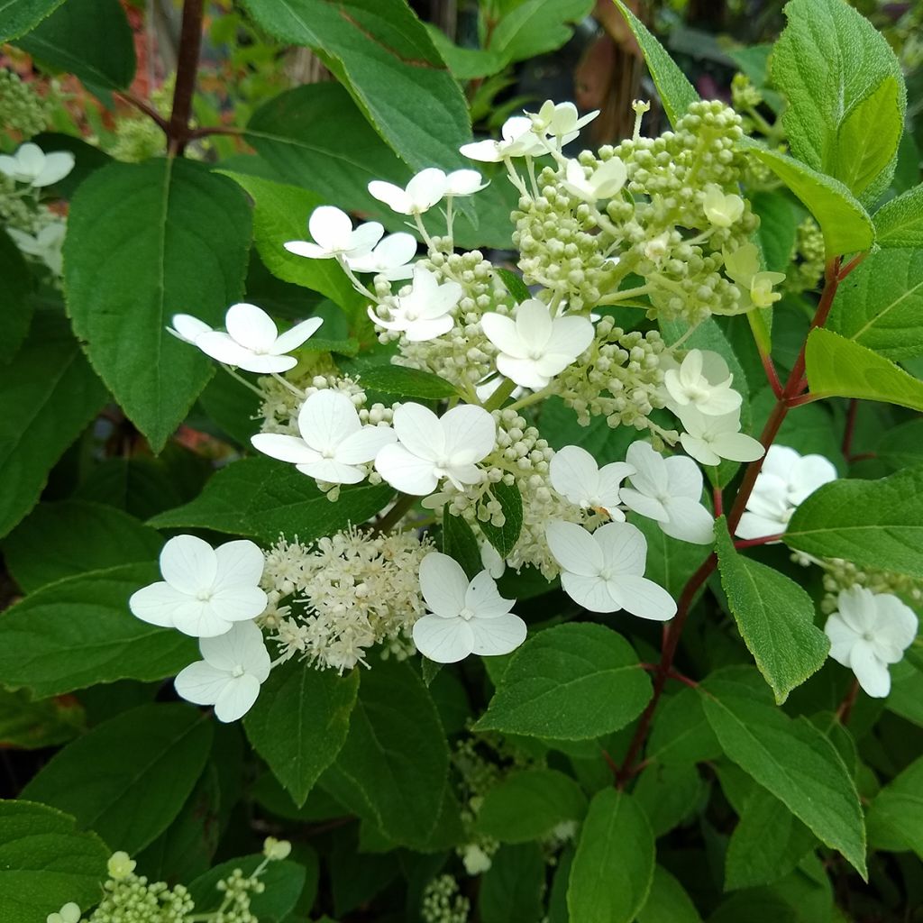 Hortensja bukietowa Kyushu