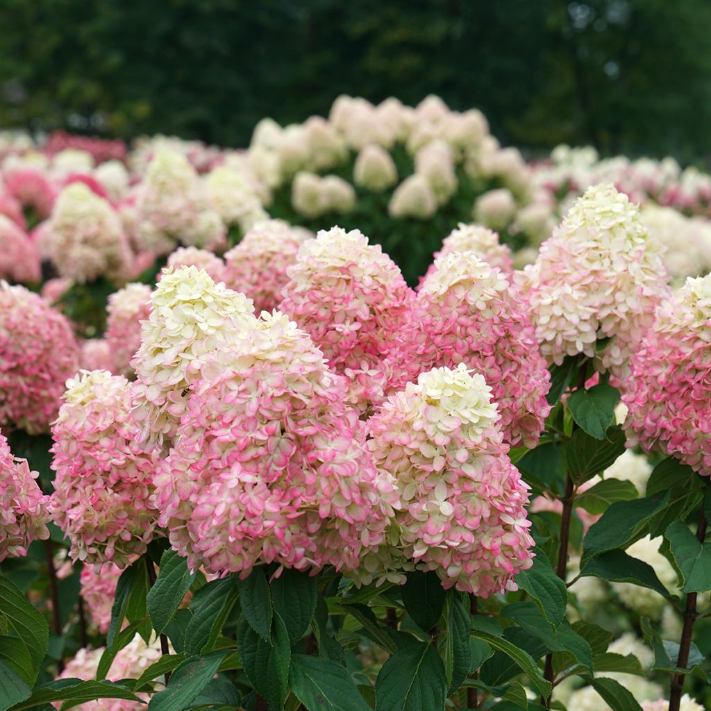 Hortensja bukietowa Limelight Prime