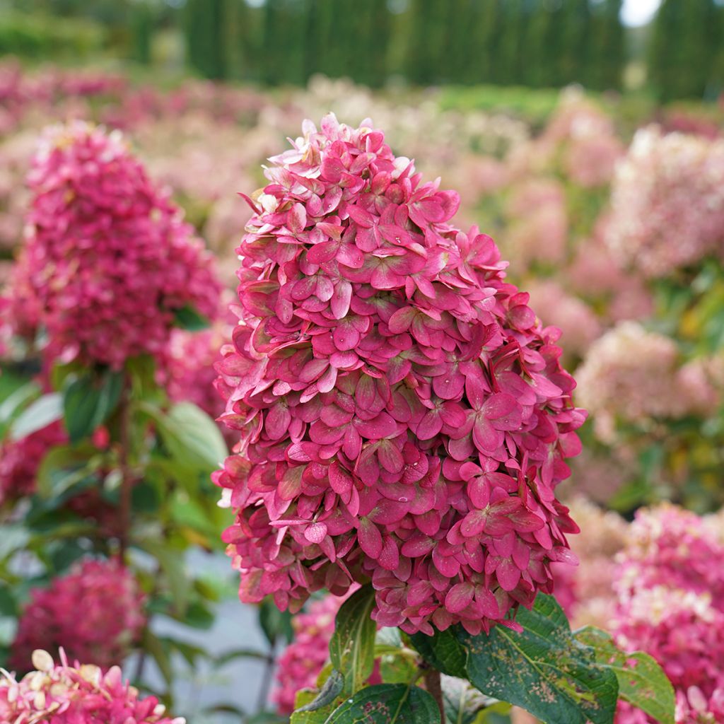 Hortensja bukietowa Limelight Prime