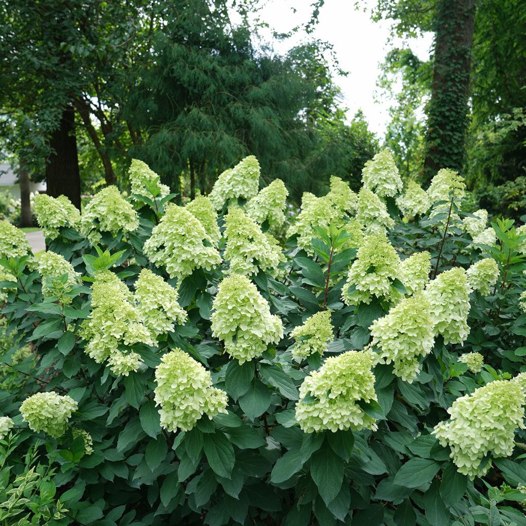 Hortensja bukietowa Limelight Prime