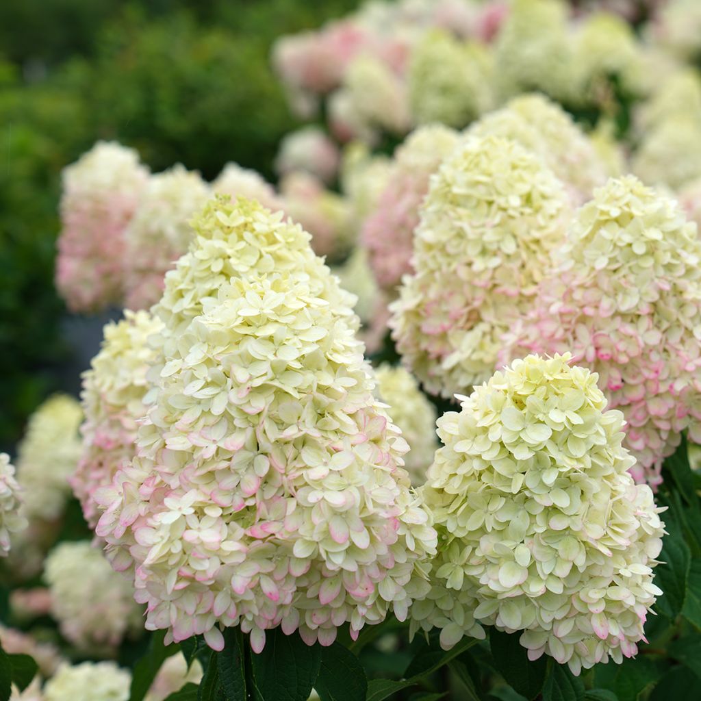 Hortensja bukietowa Limelight Prime