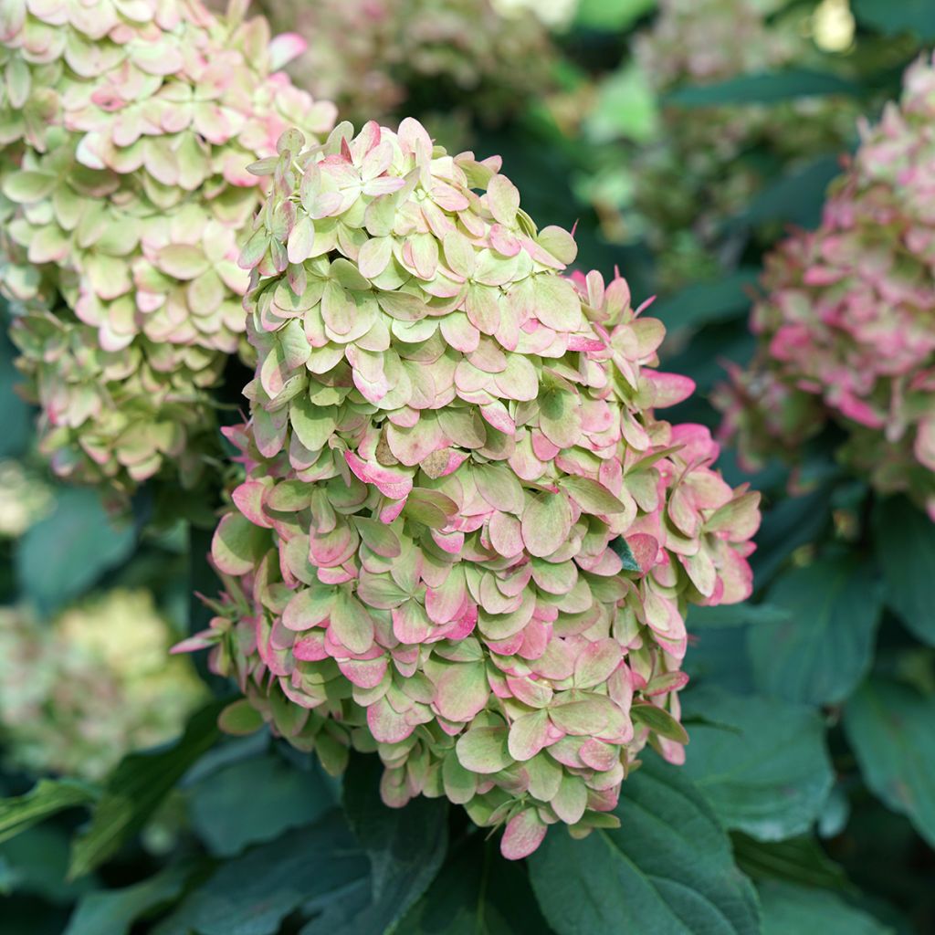 Hortensja bukietowa Limelight Prime