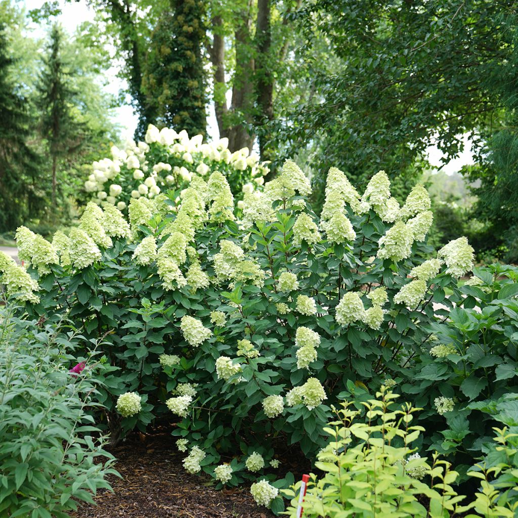 Hortensja bukietowa Limelight Prime