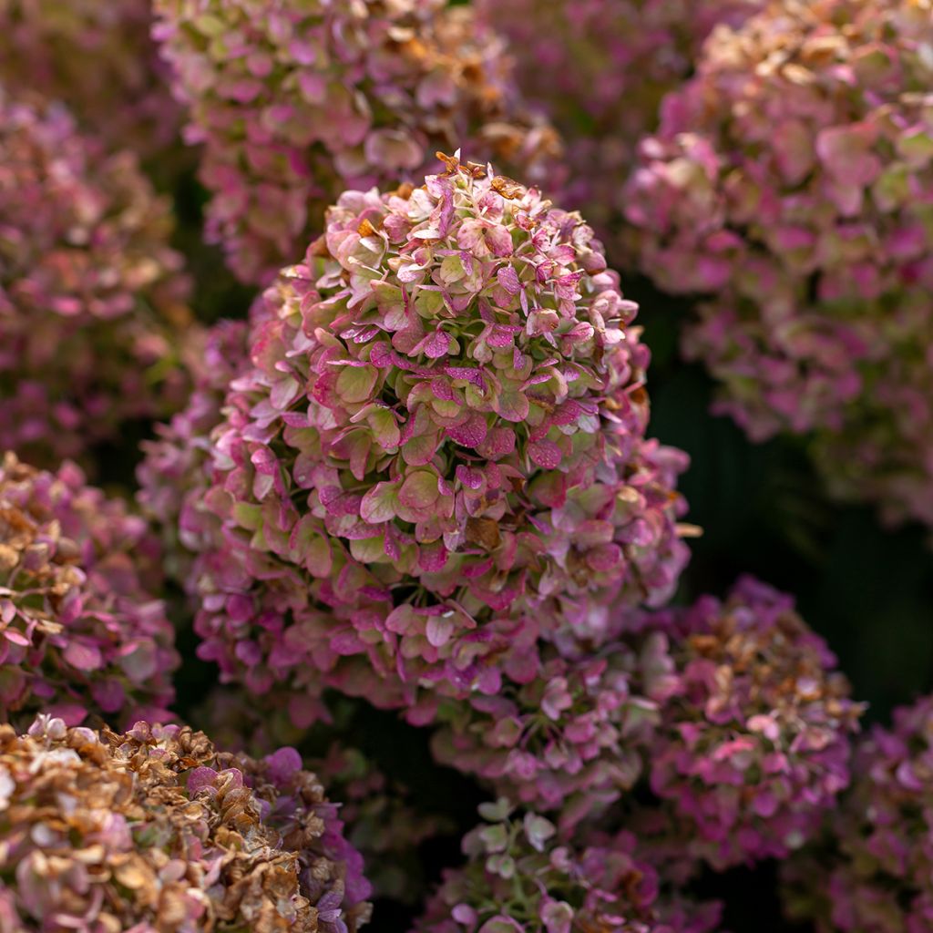 Hortensja bukietowa Little Hottie First Editions