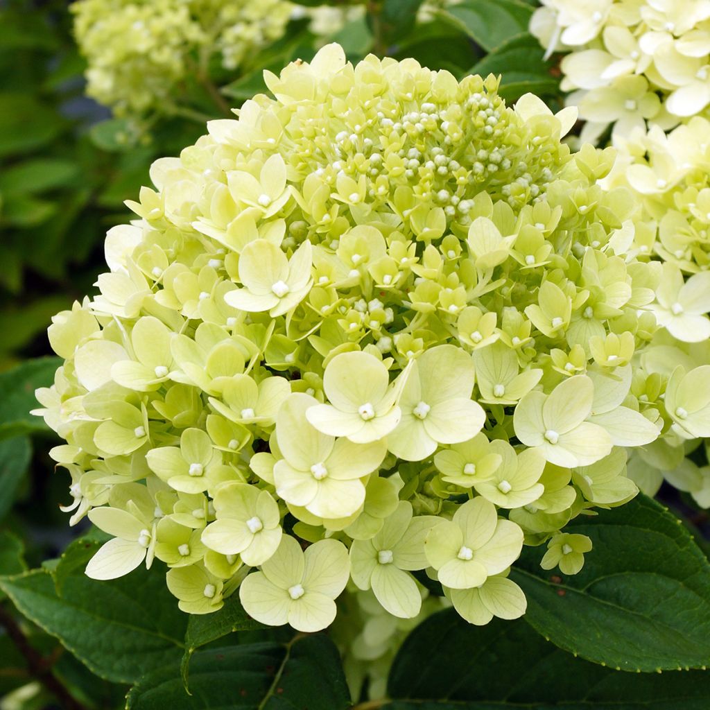 Hortensja bukietowa Little Lime