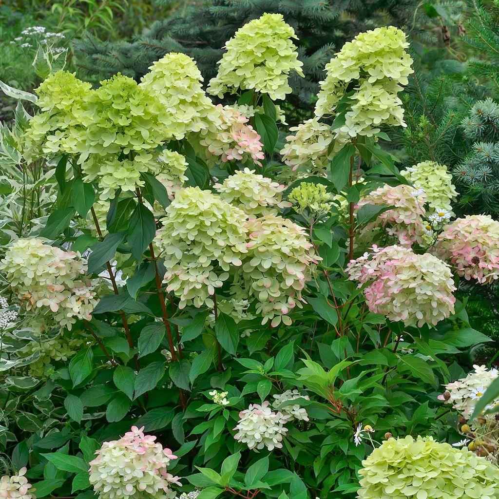 Hortensja bukietowa Little Lime