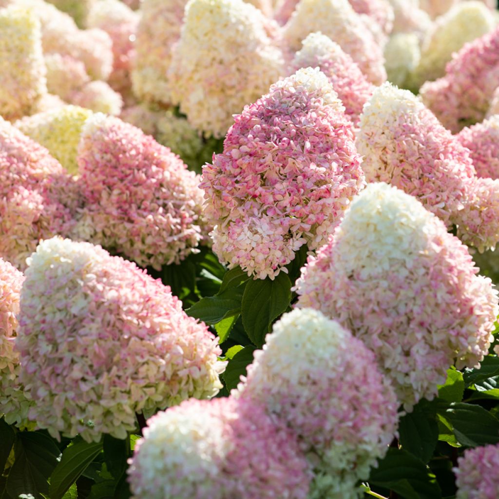 Hortensja bukietowa Living Candy Love