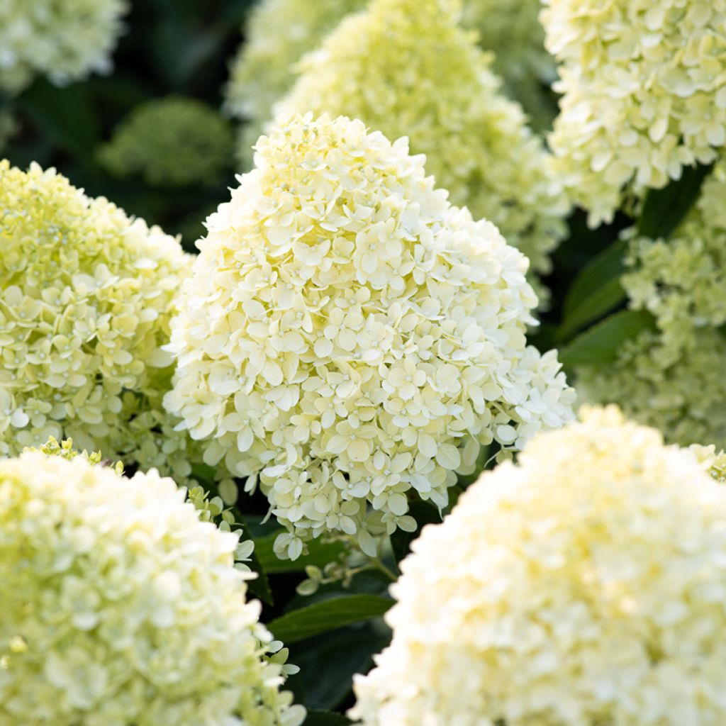 Hortensja bukietowa Living Cotton Cream