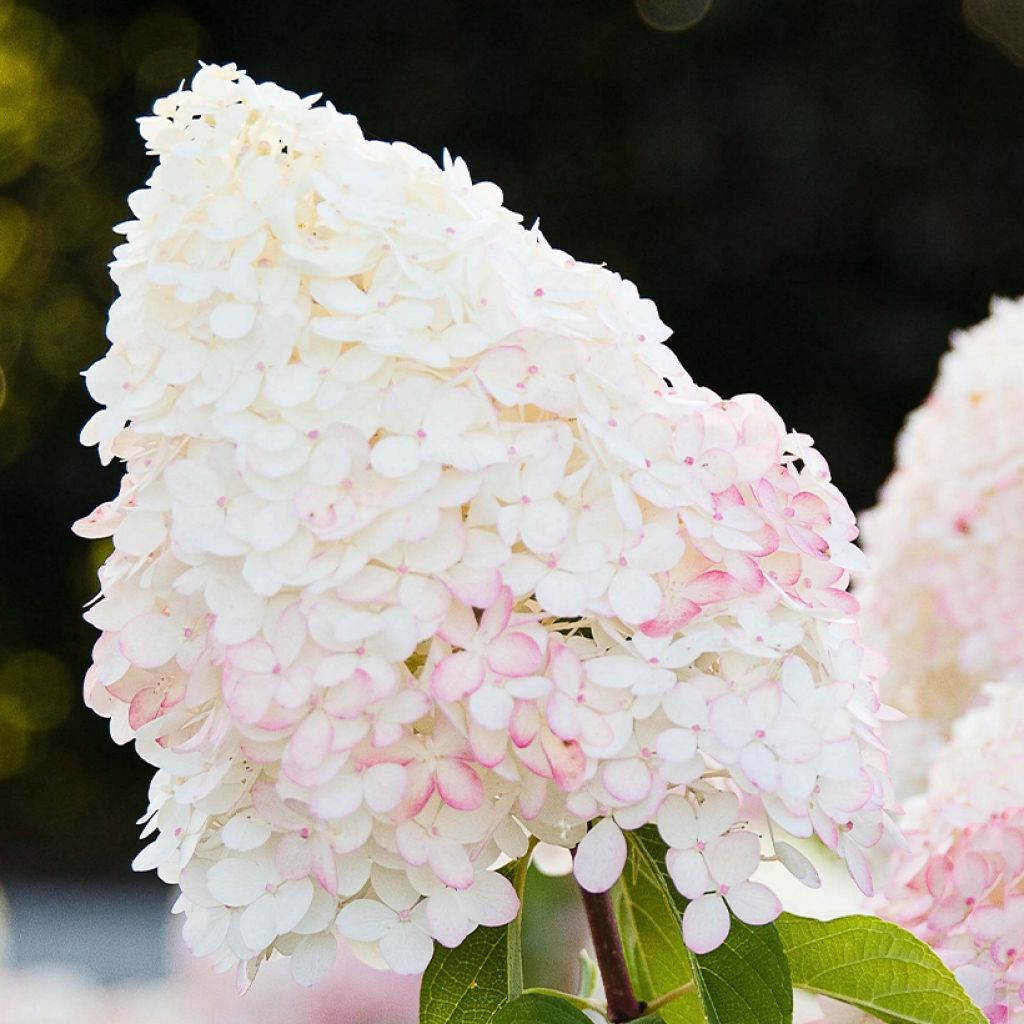 Hortensja bukietowa Living Pink & Rose