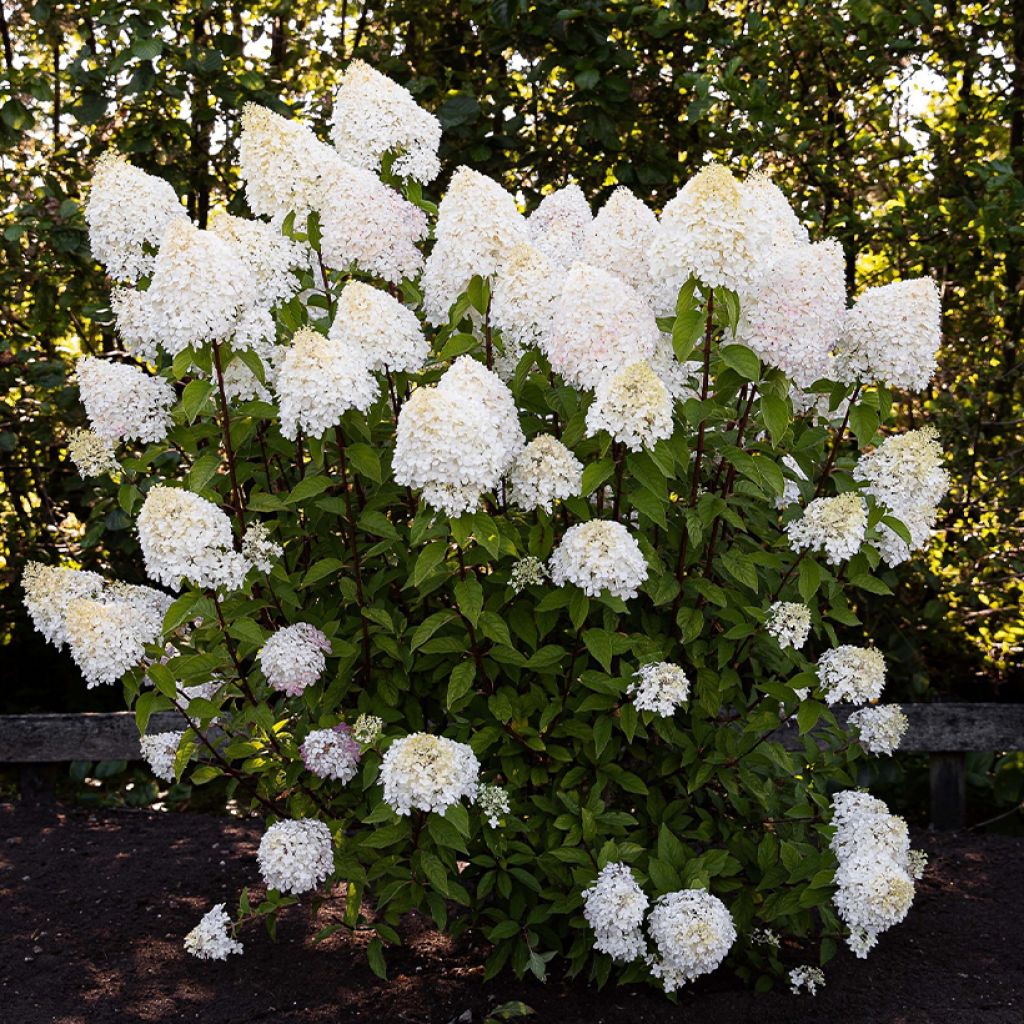 Hortensja bukietowa Living Pink & Rose