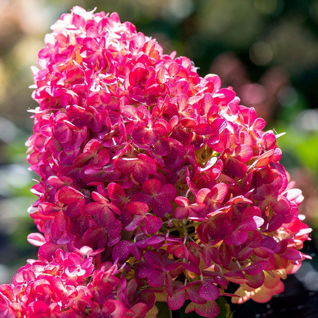 Hortensja bukietowa Living Pink & Rose