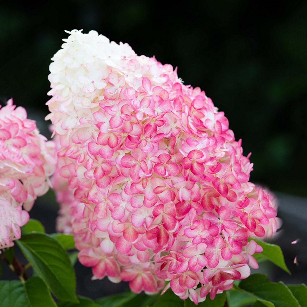Hortensja bukietowa Living Pink & Rose