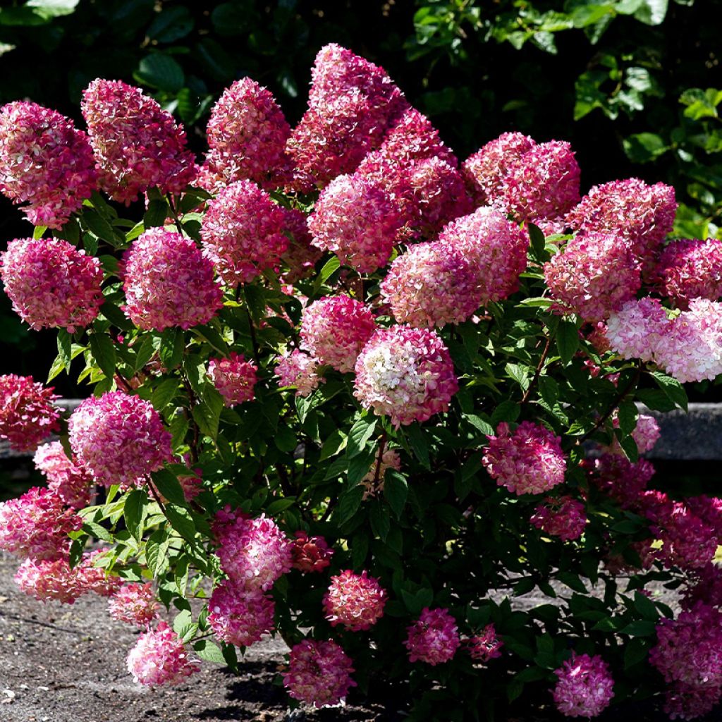 Hortensja bukietowa Living Pink & Rose