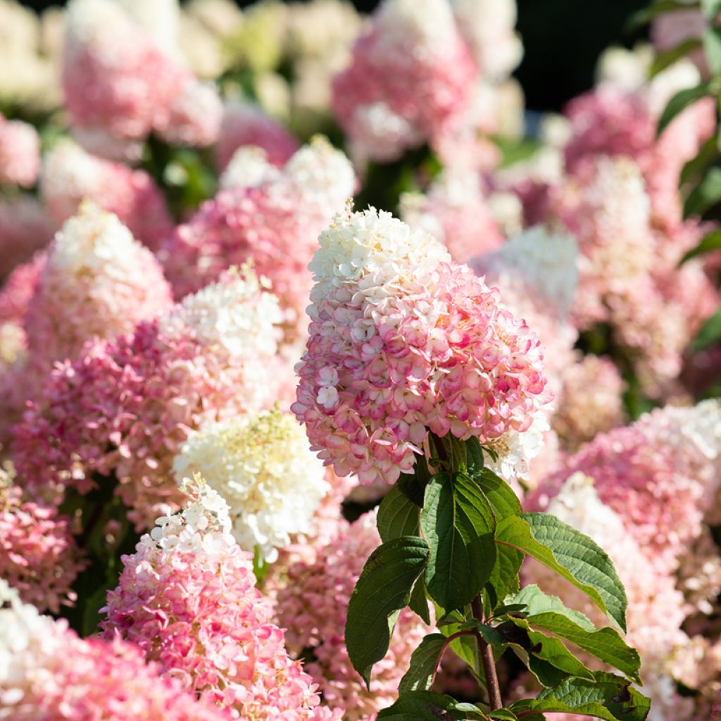 Hortensja bukietowa Living Strawberry Blossom