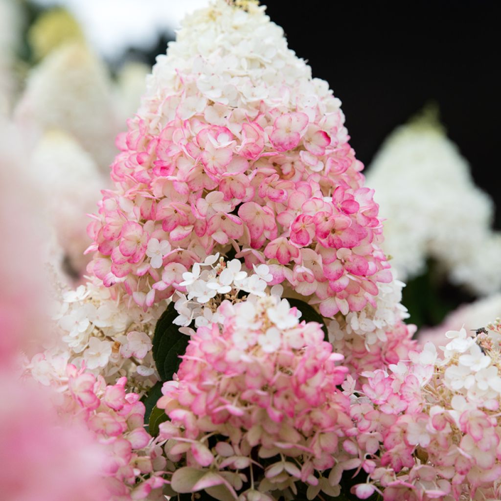 Hortensja bukietowa Living Strawberry Blossom