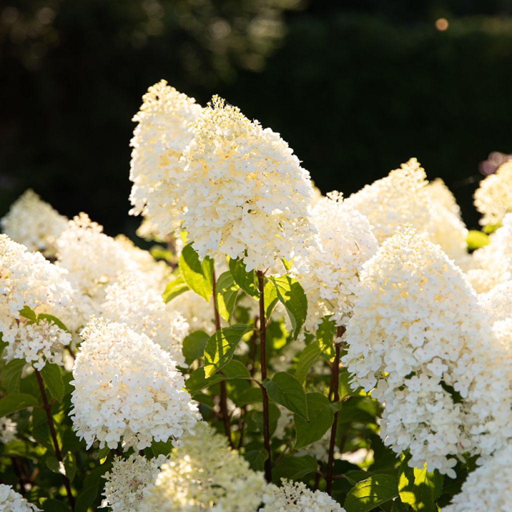Hortensja bukietowa Living Sugar Rush