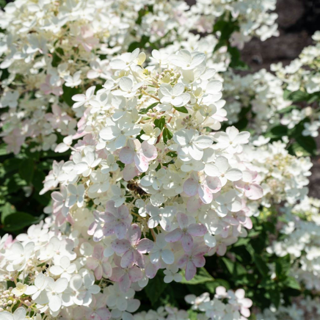Hortensja bukietowa Living Touch of Pink